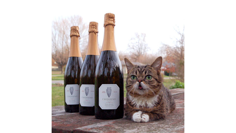 Illustration for article titled A Year in Lil Bub or Why We Love This Cat's Tiny Weird Face